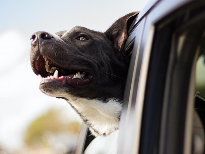 Un cane tiene la testa fuori dal finestrino dell'auto