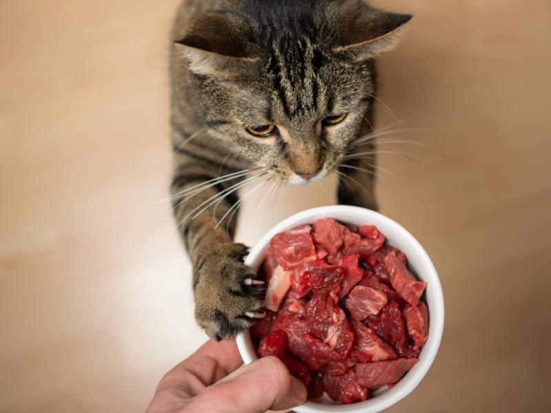 Chat avec gamelle de viande fraîche